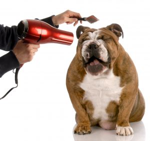 dont use hair dryer for dog