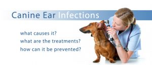 ear infection in dogs and how to cure it
