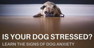 stressed dog and way to deal with