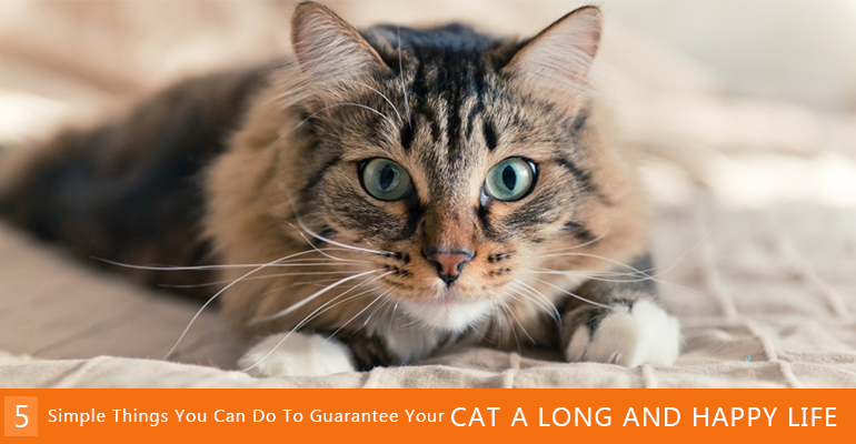 keep your cat healthy and long life