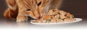 feeding healthy food to your feline