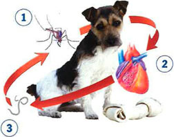 Heartworms Disease In Pets