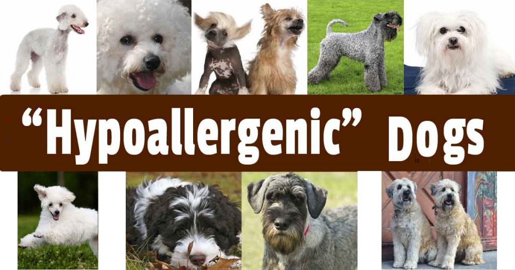 Dog Breeds for People with Allergies
