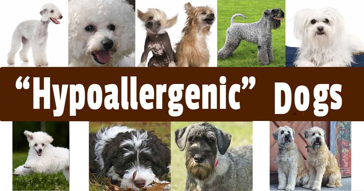 Top Hypoallergenic Dog Breeds For People With Allergies - BudgetVetCare ...