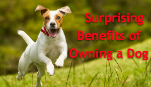 Surprising Benefits of Owning A Dog