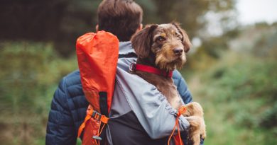 Tips To Plan Out A Perfect Vacation With Your Furry Pal