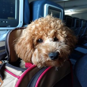 Get Ready for Air Travel with Pet