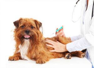 Update Pet Vaccinations