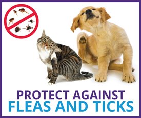 protect your pet from fleas and ticks