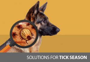 solutions for tick