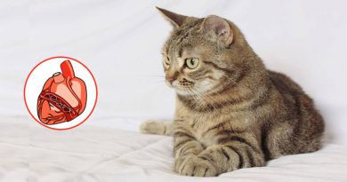Treating Heartworms In Cats