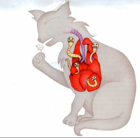 Picture of 5 Ways Of Identifying, Preventing And Treating Heartworms In Cats ...