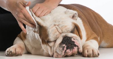 Mastery in Ear Cleaning of dogs