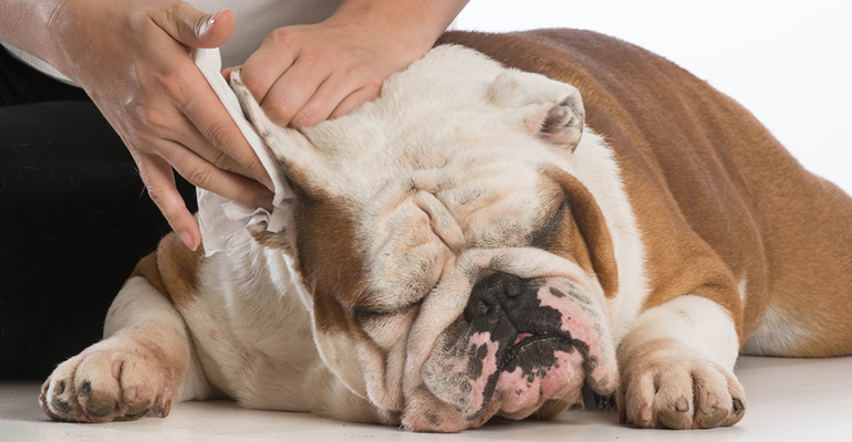 Mastery in Ear Cleaning of dogs