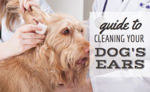 guide-to-cleaning-your-dogs-ears