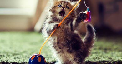 Indoor Cat Care Tips to Keep Your Feline Happy and Healthy