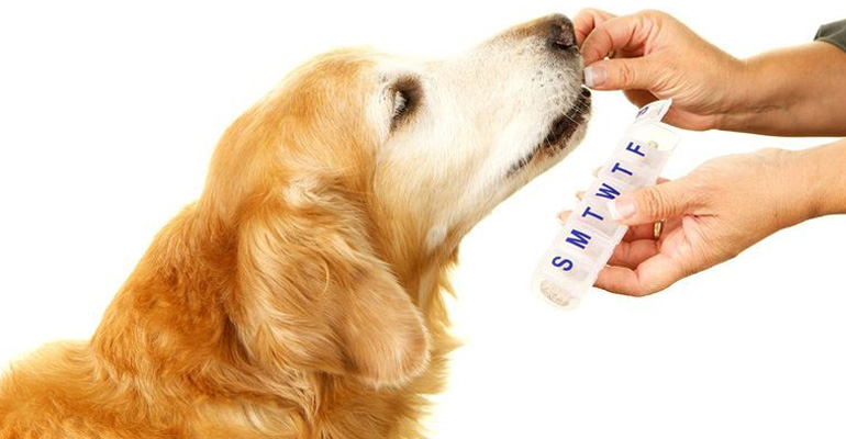 Joint-Supplements-Dog
