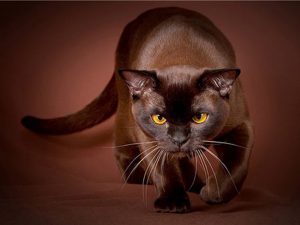 havana-brown-cat2