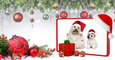 dogs-offers-for-new-year