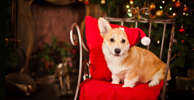 Christmas Sale On Pet Supplies