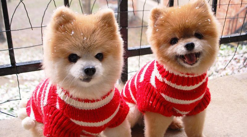 pet-sefty-during-winter