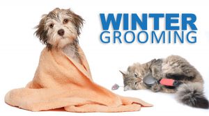 Pet Grooming This Winter