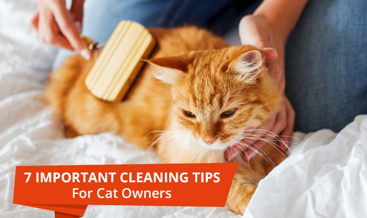 Important Cleaning Tips For Cat