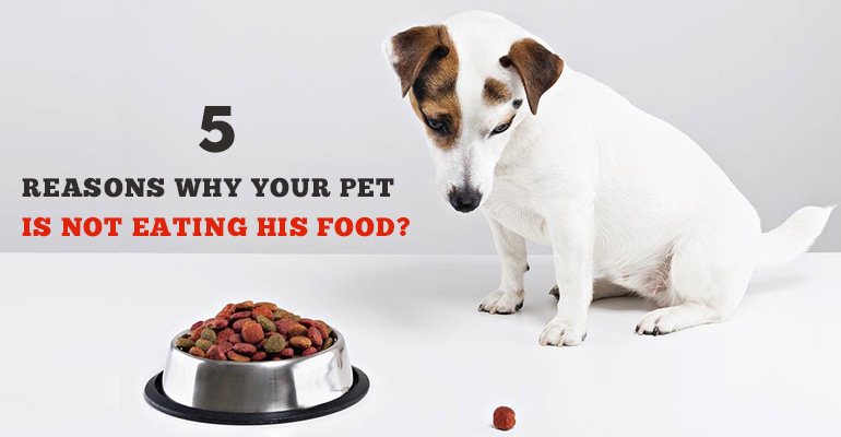 Your Pet Is Not Eating His Food