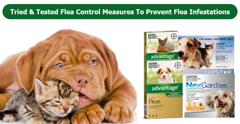 Prevent Flea Infestation With Best Ways to Get Rid of Dog Fleas