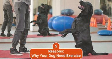 Why Your Dog Needs Exercise