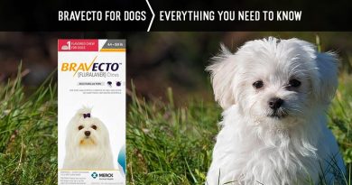 Bravecto For Dogs