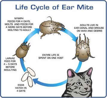 Life Cycle of Ear Mites