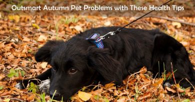 Health Pet Tips To Implement This Autumn