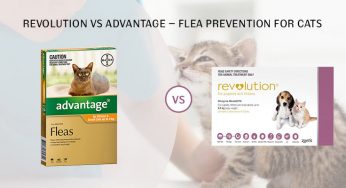 advantage revolution for cats