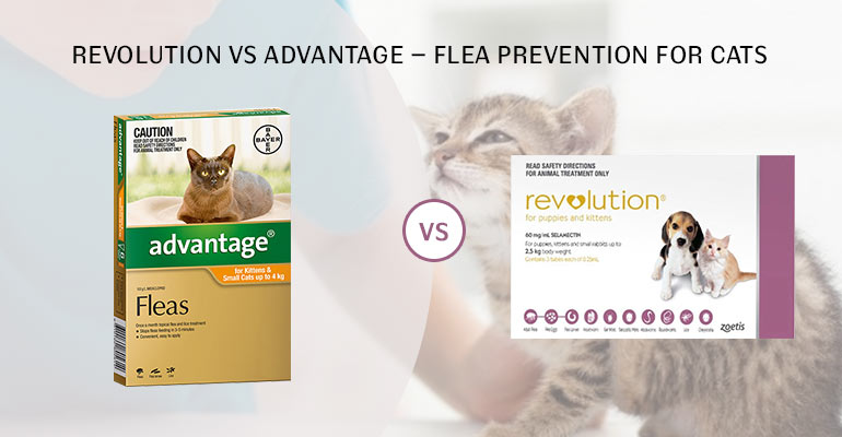 Revolution to Advantage Flea Protection for Cats