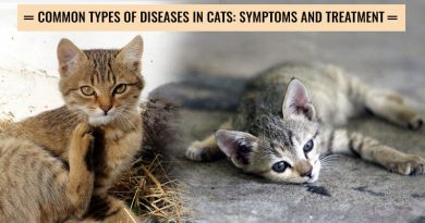 common cat diseases