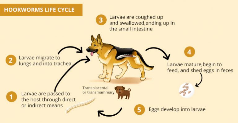 Hookworms in Pets Symptoms,Treatment and Lifecycle