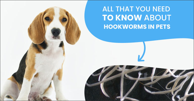 Hookworms in Pets - Symptoms,Treatment and Life-cycle
