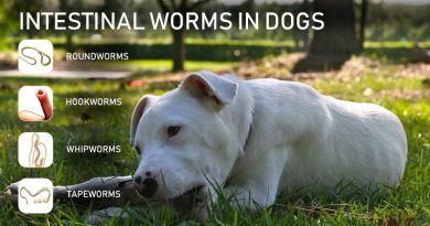 worms in dogs