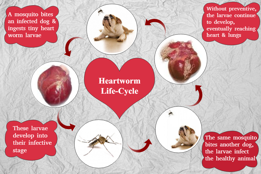 Heartworm Life-Cycle