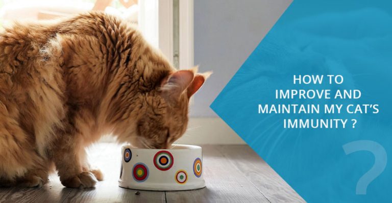 Picture of How to improve and maintain your cat's immune system?