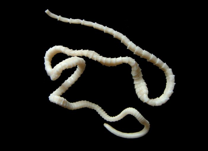 tapeworms in dogs