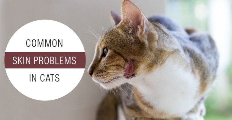 Skin Problems In Cats Common Causes & Treatments