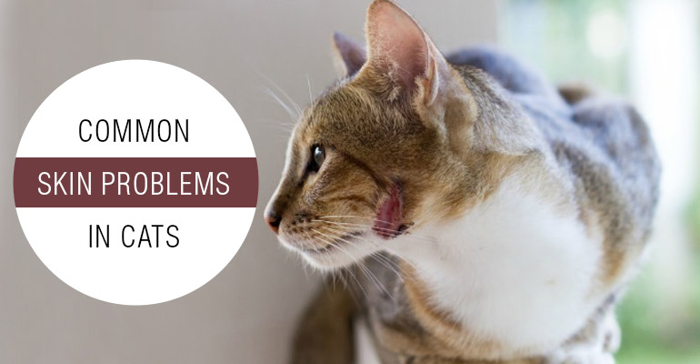 Common Skin Problems in Cats