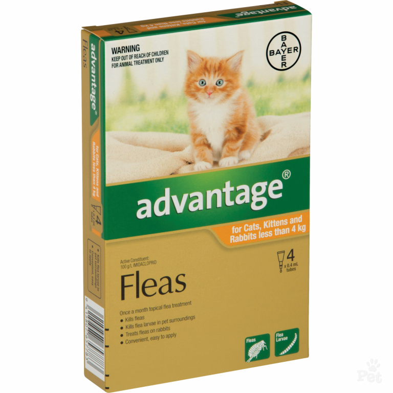 Best flea treatment for home Oral V/s Topical V/s Collar Budgetvetcare