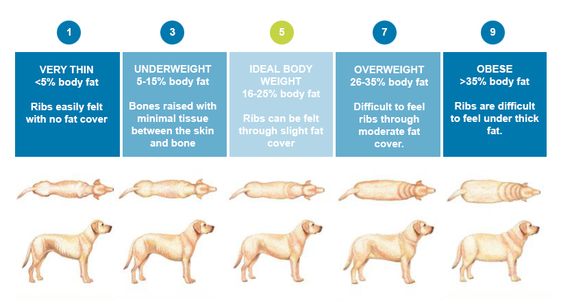 Pet Obesity Chart