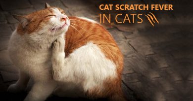 cat scratch fever