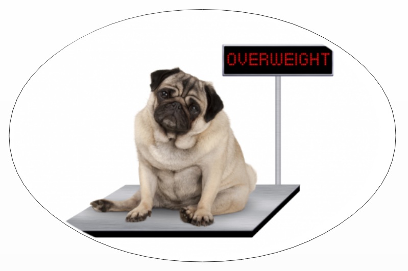 Pet parents mistake: obesity in dog