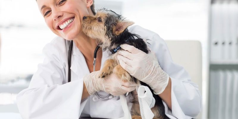 The Perfect Vet for your Pet