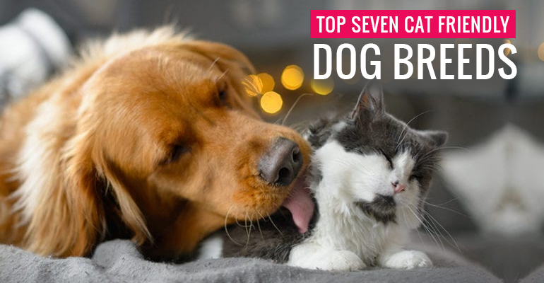 Top 7 CatFriendly Dog Breeds for your Felines BudgetVetCare